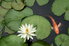 A goldfish swimming on the surface of a pond covered with lily pads.