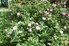Hydrangea Paniculata "Limelight."