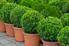 Rows of potted boxwood plants
