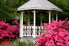 A white gazebo is surrounded by bushes blooming with pink flowers.