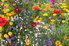 brightly colored wildflowers