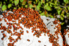 A large amount of ladybugs on a rock