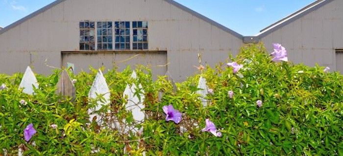 The Best Vines To Grow For Covering A Wooden Fence Doityourself