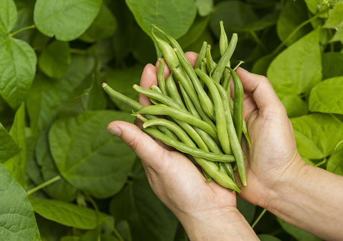 Growing Green Beans Indoors | DoItYourself.com