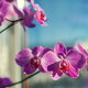 Purple orchids.