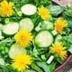 dandelion salad with cucumbers