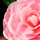 Pink camellia in bloom