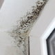 How to Treat and Clean Mildew Damage