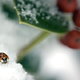 ladybug on a holly plant in snow