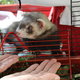 ferret in a red cage