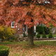red oak tree near brick house