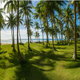 grass in warm sunlight under a forest of coconut trees