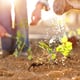 How to Plant Arborvitae Seeds