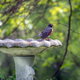A small bird perches on the edge of a concrete birdbath.
