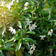 Jasmine plant with white flowers