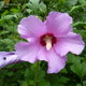 A pink Rose of Sharon in bloom.