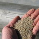 A handful of water filter sand.