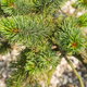 branch of Norway spruce tree