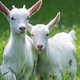 two beautiful young goats close together in a grassy field