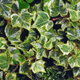 A thick growth of English ivy.