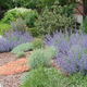 A low-water landscape with lavender and other drought-tolerant plants.