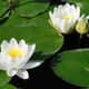 White Water-Lilies