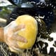 A yellow sponge washing a black car with lots of bubbles. 