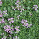 creeping thyme groundcover with light purple flowers
