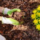 gloved hands applying mulch to a flowering plant