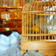 round bird cages