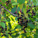 hackberry tree with dark berries and green leaves