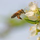 A honey bee landing on a white flower.