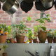 plants growing in pots by a kitchen window