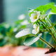 strawberry plants with flowers in a hydroponic pipe system