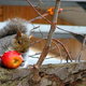 Furry squirrel on a tree eating a big red apple.