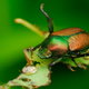 A vivid macro shot of a Japanese beetle on a leaf that it has been eating.