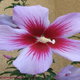 Close on a purple and red Rose of Sharon blossom.