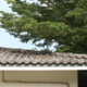 tiled roof with tree branch hanging over the top