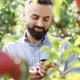 smiling man checking his smartphone in a garden with large tomato plants