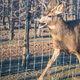 deer running by fence next to orchard trees