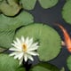 A goldfish swimming on the surface of a pond covered with lily pads.