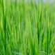 broad leaf green grass in healthy lawn