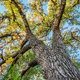 Hybrid poplar tree