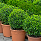 Rows of potted boxwood plants
