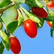 red goji berries growing on leafy branch in sunlight