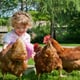 A little girl and her backyard chickens.