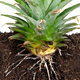 How to Propagate Pineapples, Avocados, and Citrus Trees