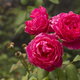 A close up of pinky-red roses. 