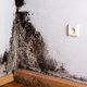 Combating Toxic Black Mold in the Home