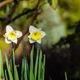 A couple of blooming daffodils.